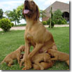 LYS CON CUCCIOLI